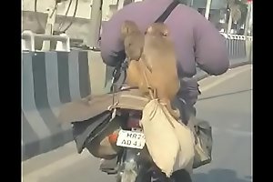 Monkey fucking on Bike